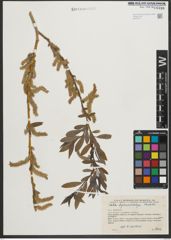 Foto von Salix pycnostachya Andersson